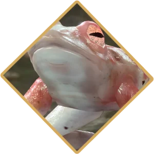 Encontre-o-Sapo-Confuso-em-BG3-e-desvende-seus-segredos-300x300 Condição Amor de Loviatar: O Poder da Dor em Baldur's Gate 3