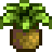 Horseradish